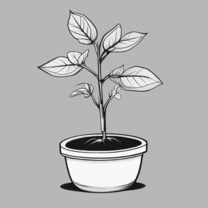 A seedling